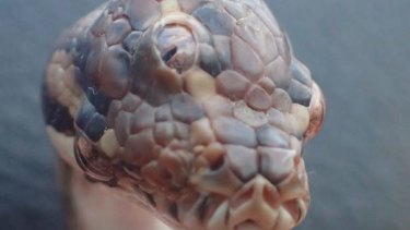 The three-eyed snake found near Darwin