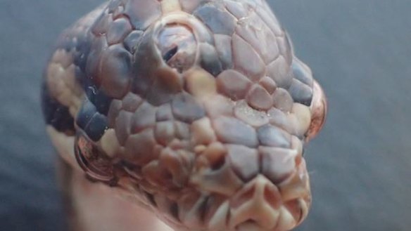 The three-eyed snake found near Darwin