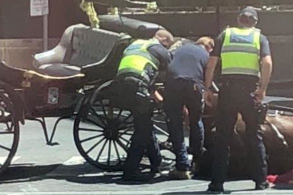 A photo taken by activists of a horse that fell near Crown Casino in February, 2018. 