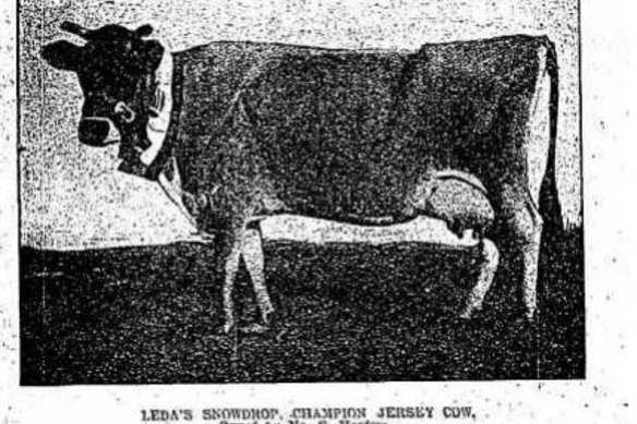 A championship dairy cow that was once milked in the dairy that has been turned into the Southern  Highland’s first regional gallery.