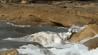 Sydney beaches closed by decomposing whale carcass