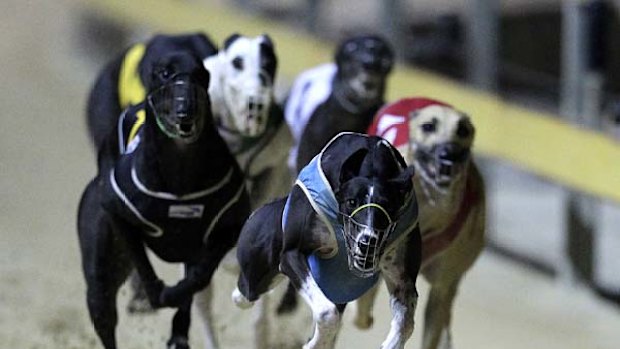 Greyhound racing.