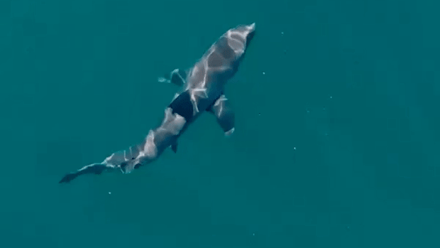 How an AI-powered early shark warning system could protect Sydney beaches