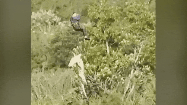 A 15-foot crocodile airlifted in South Africa as search for missing driver turns tragic.