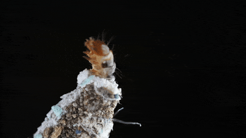 These tiny bugs are in most of our homes. I can’t unsee them