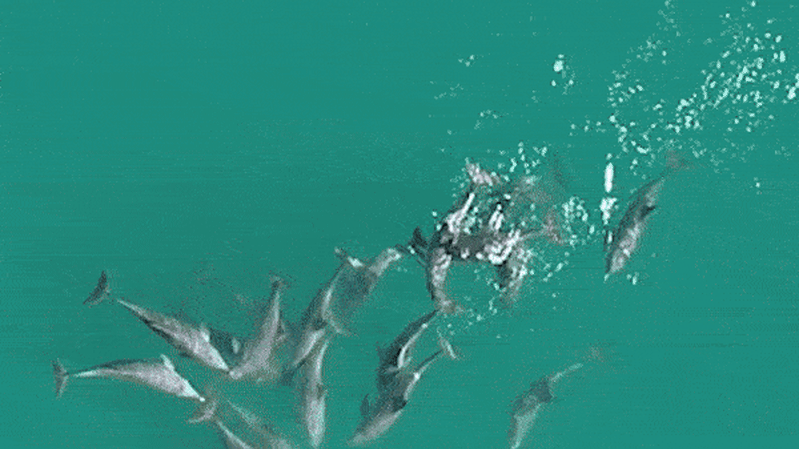 The ‘surprising’ discovery about dolphin friendship