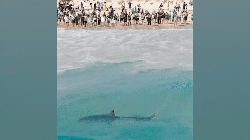 Lingering scent of whale could draw sharks to City Beach for weeks: expert
