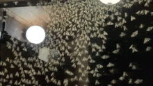 Holiday goers in the Blue Mountains were stunned by the sight of hundreds of bogong moths outside their accommodation.