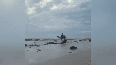 Camel bucks off riders on famous Broome beach tour