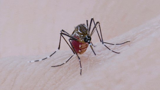 Mosquitoes will swarm to stagnant water in Victoria following the floods.