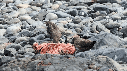 A brown skua eating a dead seal that is infected with a virus.
