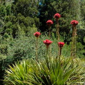 Gymea Lillies.