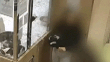 Footage from the Chatswood pet store shows the brazen theft occur.