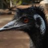 Emu dies in collision with Harley-Davidson rider on Queensland road