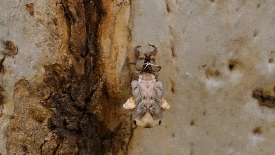 Cicada GIF for Hannam story by Wolter Peeters