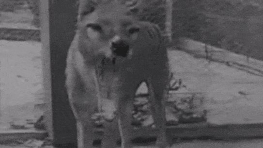 The last thylacine in 1933 shortly after he arrived at Hobart Zoo.