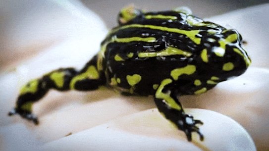 A southern corroboree frog, one of three threatened frog species in the Kosciuszko National Park.