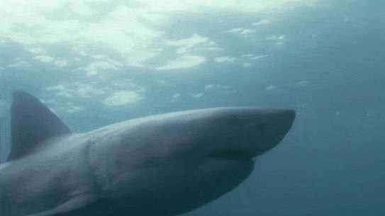 Great white shark taking a bit of diver's camera.