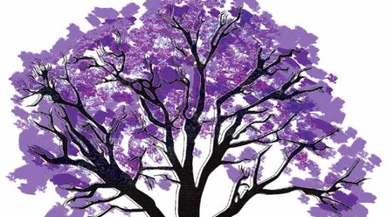 Jacaranda: Sydney's favourite Brazilian immigrant