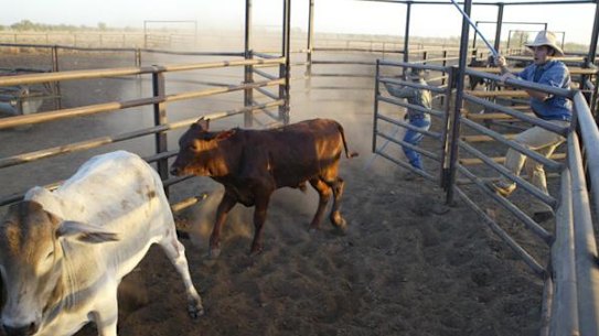 Extreme weather events, drought and floods, have delivered a $107 million hit to Australian Agricultural Company.