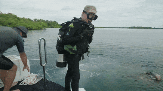 GIF Andrew Forrest discovers planes shot down.