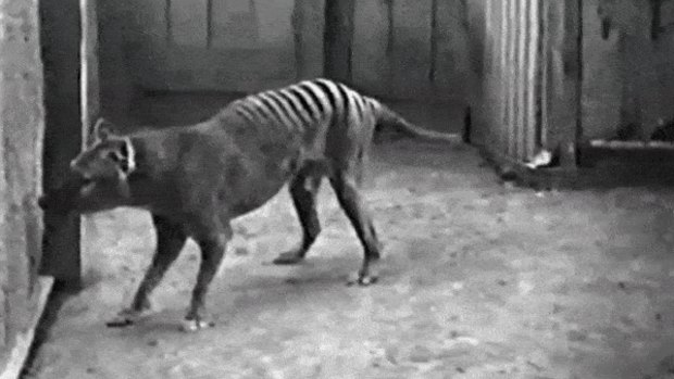 Furry tail or fairytale? Thylacine de-extinction bid wins $10m boost, but critics question science