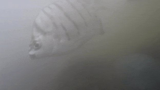 The Brisbane River remains an important habitat for fish.