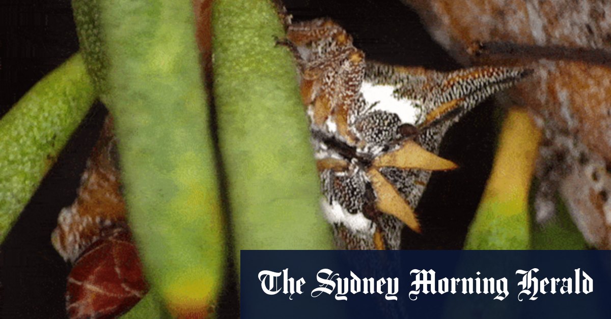 Stink bug with tusks discovered in Esperance, Western Australia on Bush Blitz program - Vimarsana News