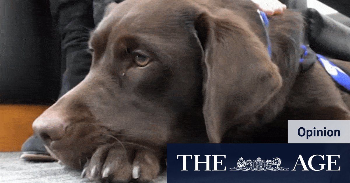 They all love Lucy: How a four-legged friend can help us in court - Vimarsana News