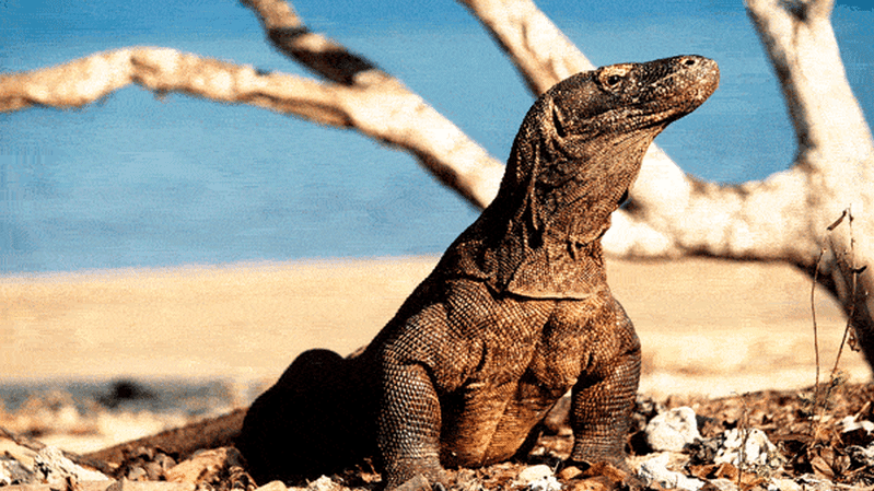 Komodo island tour guides furious as entry free increases 2383 per cent