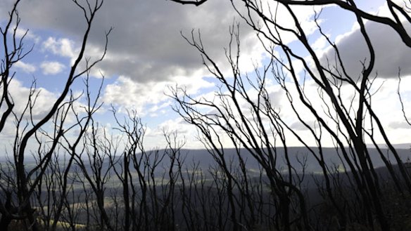 Ghostly branches of trees left by the fires of Black Saturday.