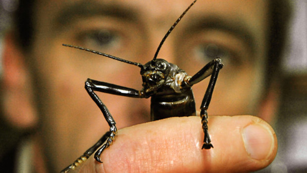 A Lord Howe island stick insect - brought back from the brink of extinction after a surviving population was located on a rocky outcrop 20 kilometres away.