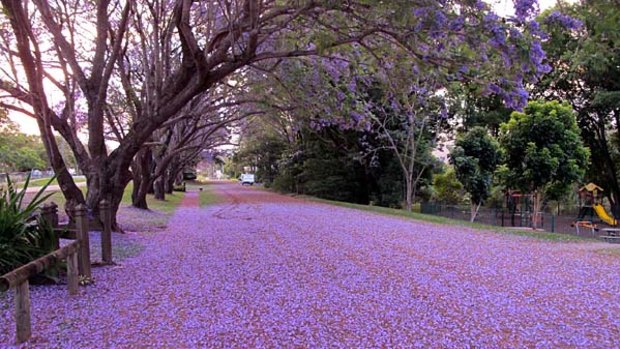 Jacarandas in bloom at Imbil.