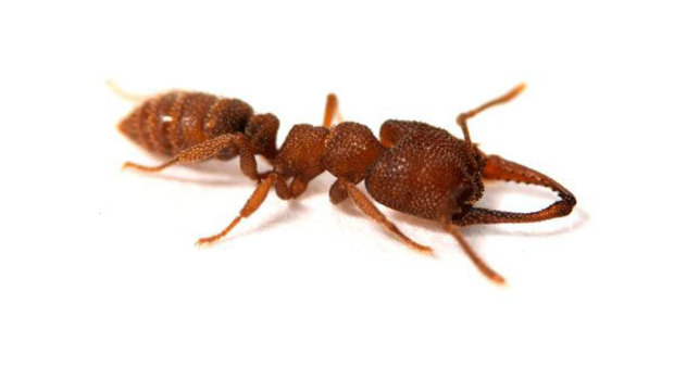 The agile Dracula ant is the fastest animal in the world.  