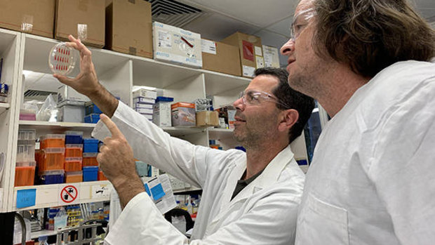 UQ’s Professor Mark Schembri (left) and Associate Professor Scott Beatson working toward a solution for recurring UTI infection.