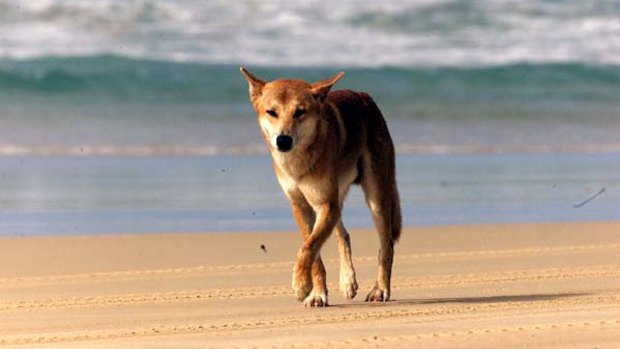A dingo which attacked an eight-year-old boy on Fraser Island last weekend has been put down after exhibiting a pattern of dangerous behaviour.