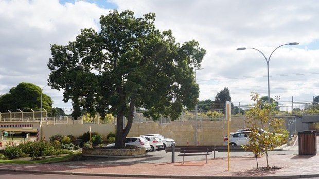 Bayswater's familiar kurrajong tree will be relocated. 