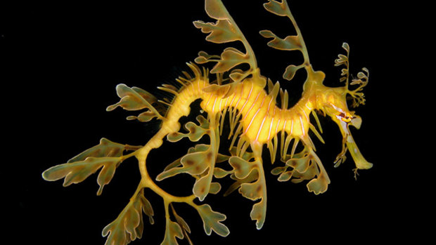 The leafy sea dragon ... its delicate shape, mesmerising colour and camouflage appendages give it a very fragile, gentle appearance.