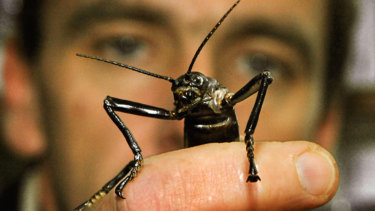 A Lord Howe island stick insect - brought back from the brink of extinction after a surviving population was located on a rocky outcrop 20 kilometres away.