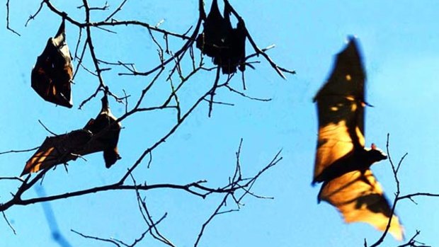 NSW Health is warning people to be aware of a potentially deadly bat virus. 