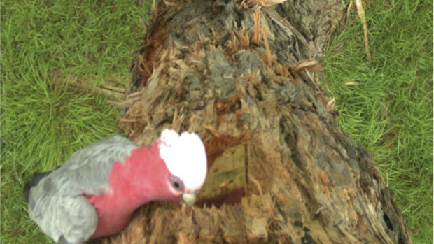 A galah inspects one of the chainsaw hollows – but is too large  fit through the 35mm entrance hole.