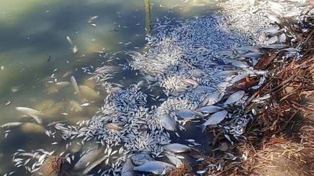 Perhaps a million fish or more may have died in a large blue-green algal bloom in the Menindee Weir Pool, south-east of Broken Hill.