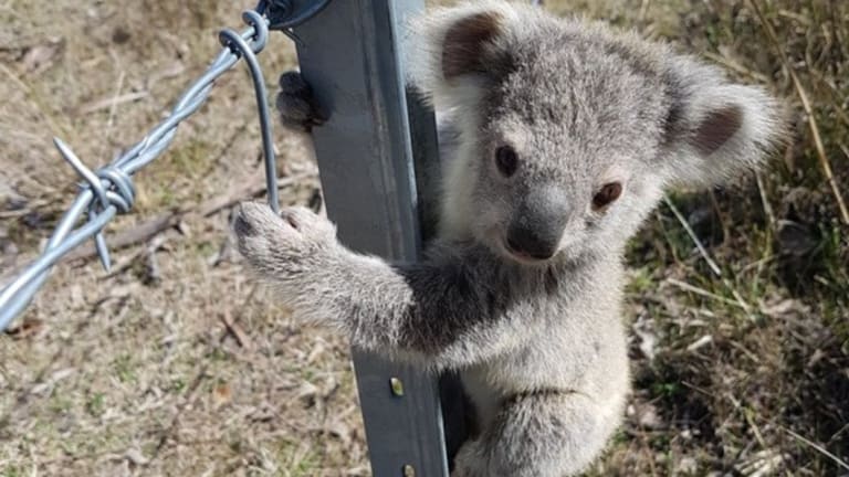 Koalas are in strife across eastern Australia, including in NSW where the WWF estimates the animal faces extinction in the state by 2050.