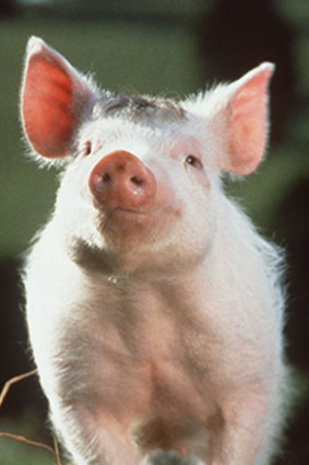 An unassuming pig called Babe.