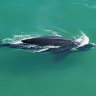 ‘A big buzz’: Rare whale showing sparks calving hopes, protection