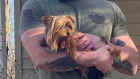 Rick Machamer and rescued Yorkie Avery.