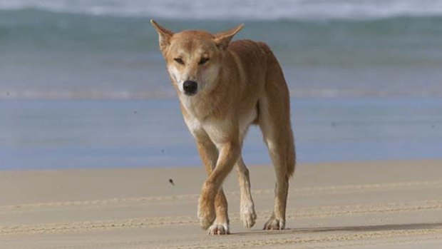 Mr Smith heard concerning reports of tourists feeding dingoes because they didn't know better.