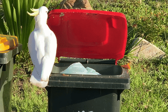 The bin-lid-flipping behaviour has spread across the city.