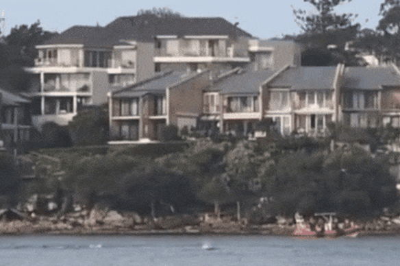 A humpback whale surfaces near Manly Wharf on Monday. 