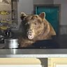 Fuzzy was taste-testing ice cream behind the counter of the shop before being startled by police and lumbering into the night.